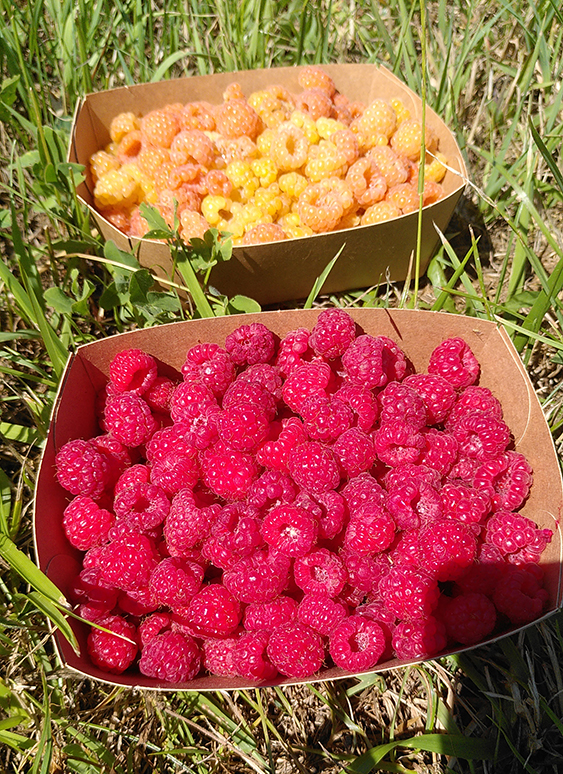 framboises en autocueillette aux vergers de Bonneville