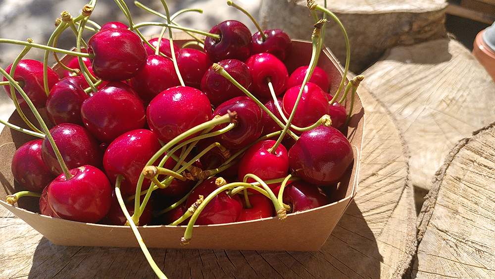 cerises auto-cueillette