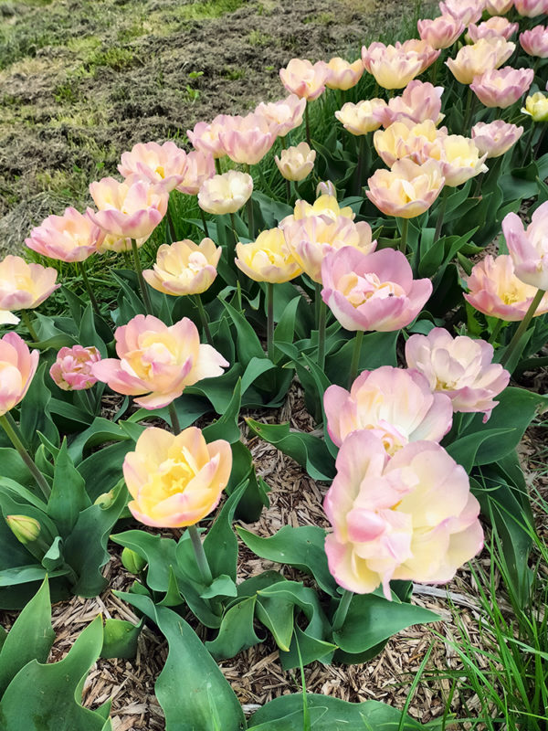 tulipes roses auto-cueillette
